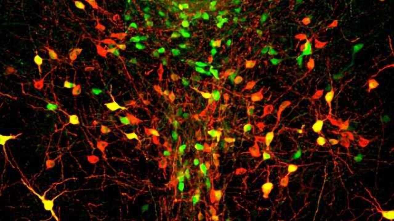 Pinpointing loneliness in the brain