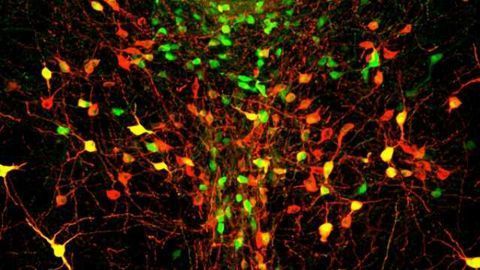 Pinpointing loneliness in the brain