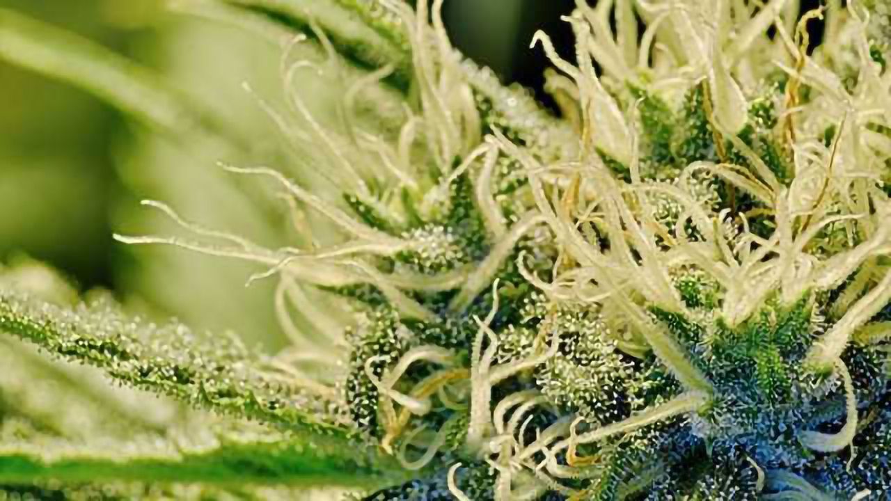Gene could help identify psychosis risk in cannabis users