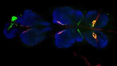 Taste sensors in fly legs control feeding