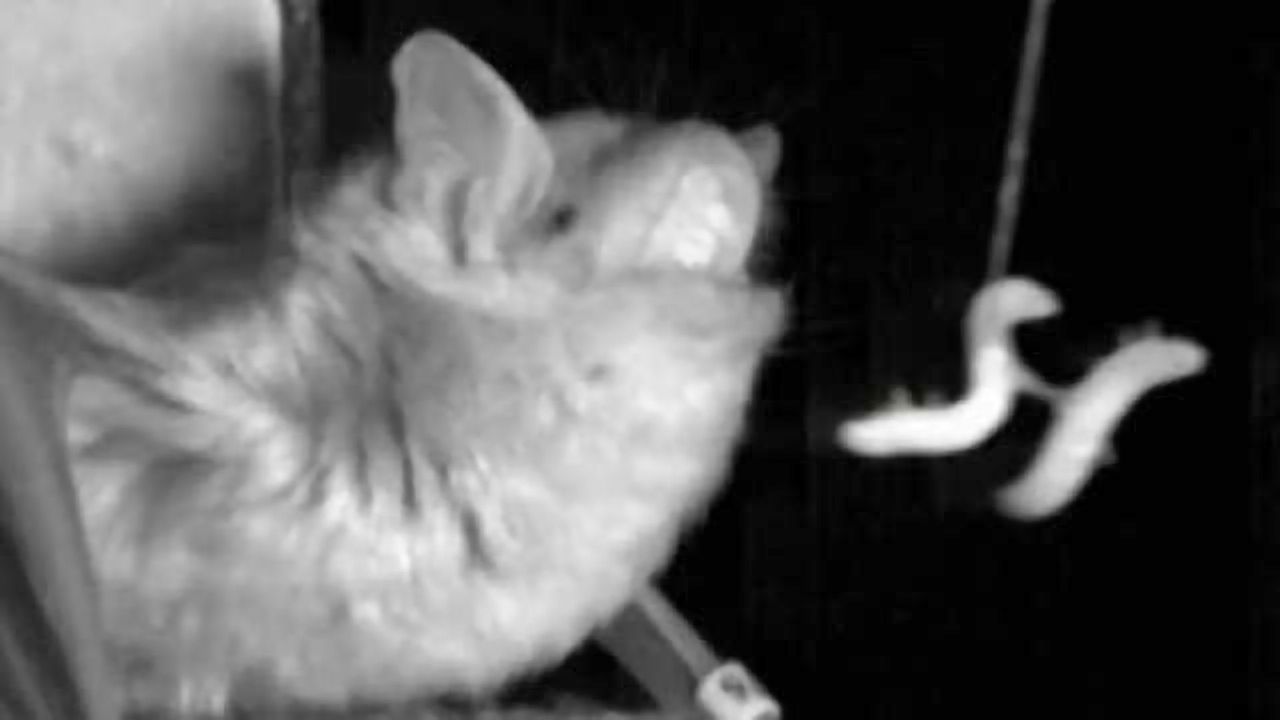 What bats reveal about how humans focus attention