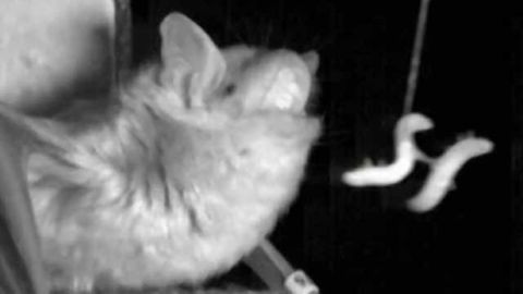 What bats reveal about how humans focus attention
