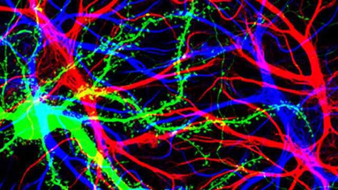 Longer, intense rehabilitation boosts recovery after brain injury