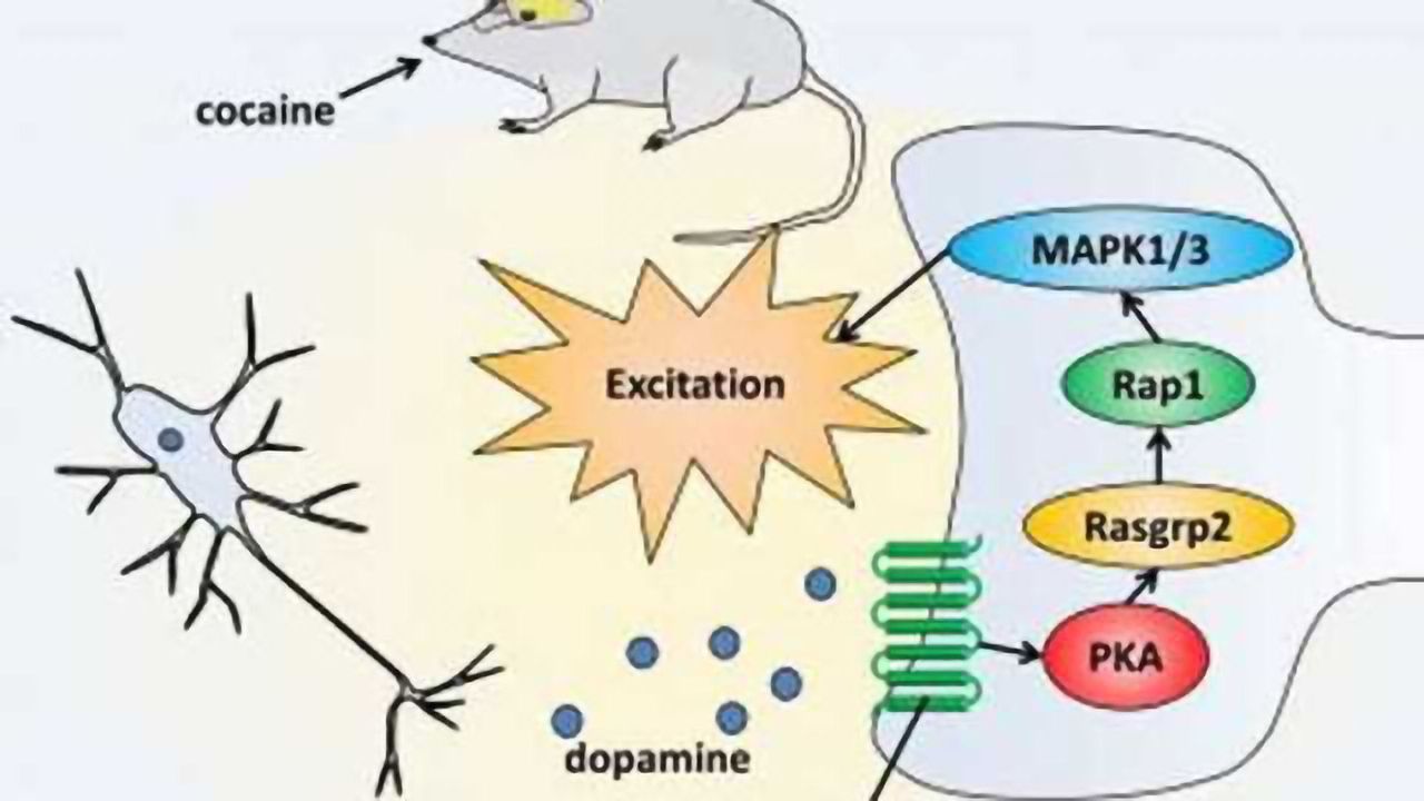 Dopamine signaling pathway that controls cocaine reward in mice identified