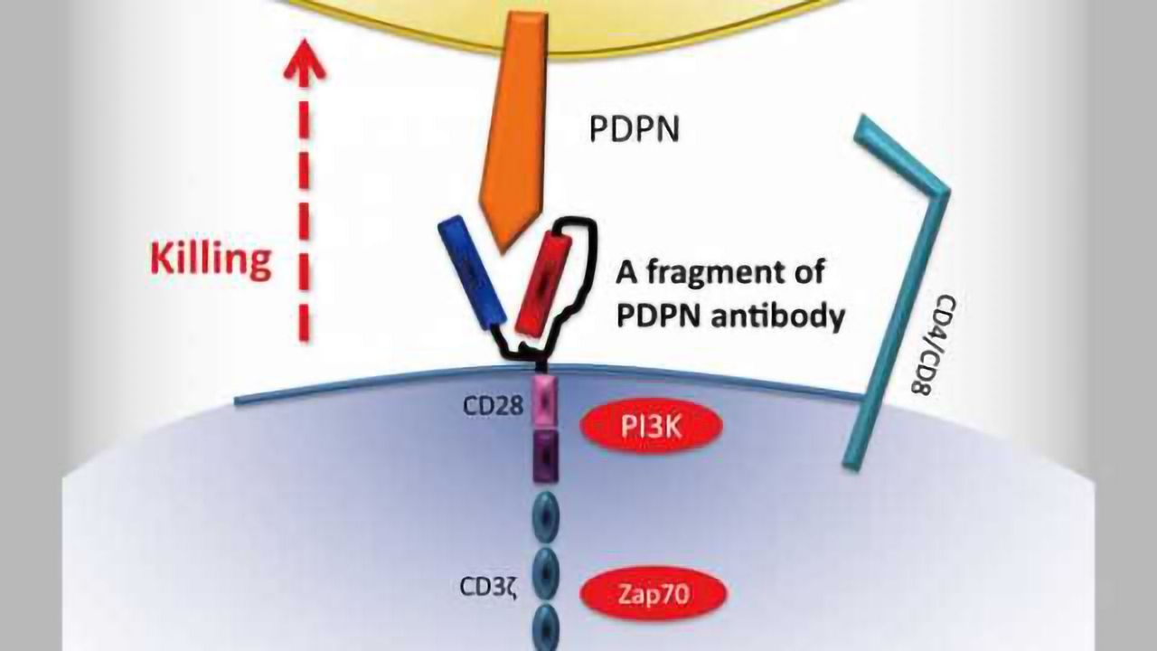 Genetically engineered immune cell therapy found to boost survival in mice with brain tumors