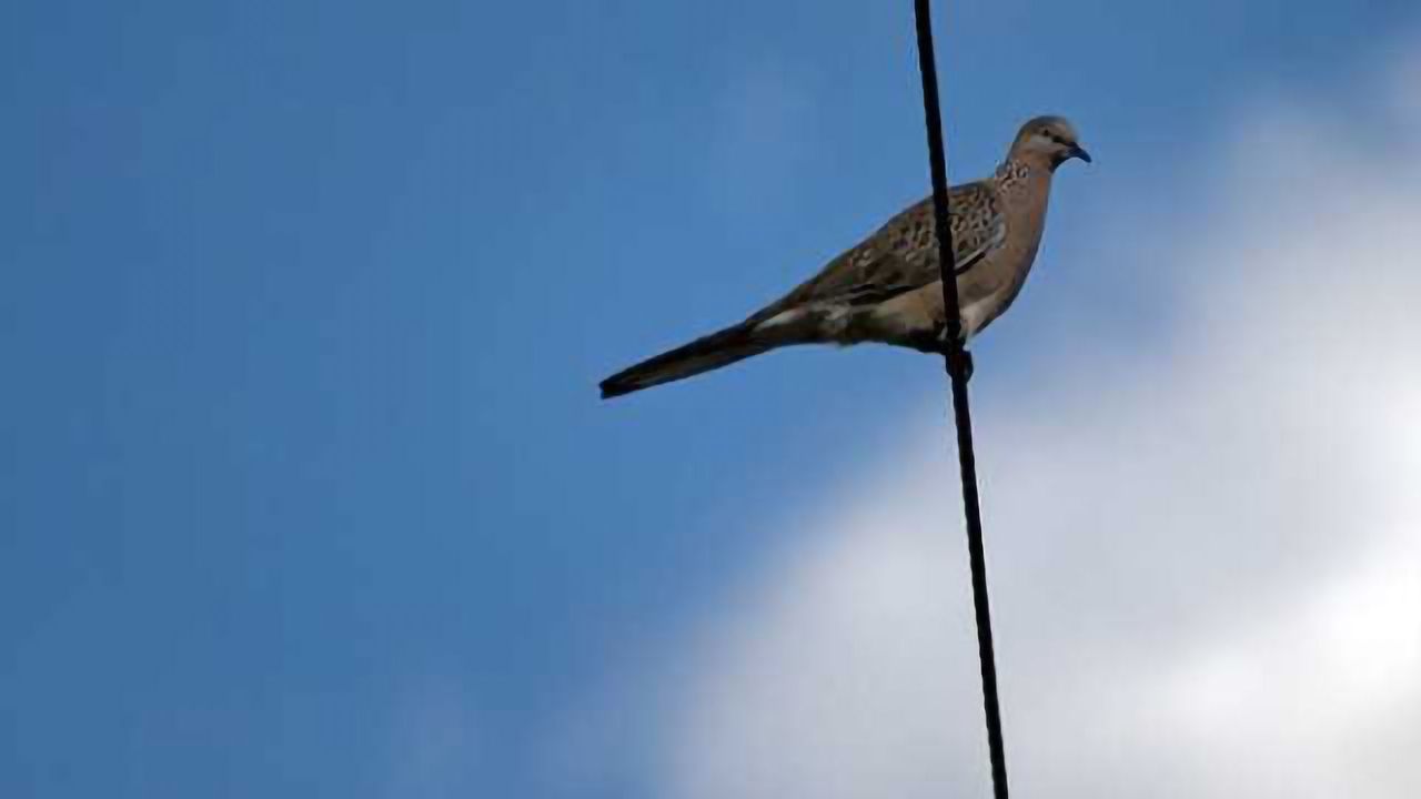 Study suggests that longer-distance migratory birds may be smarter