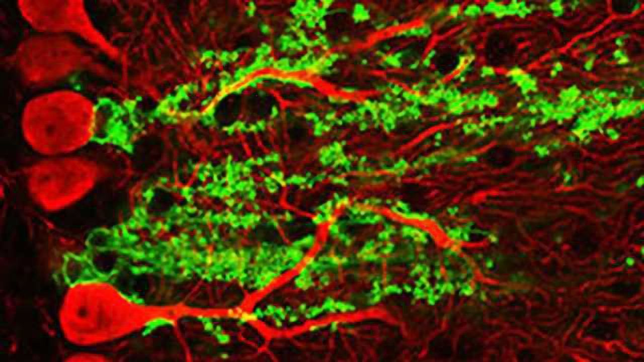 Key mechanism unveiled that could improve brain function