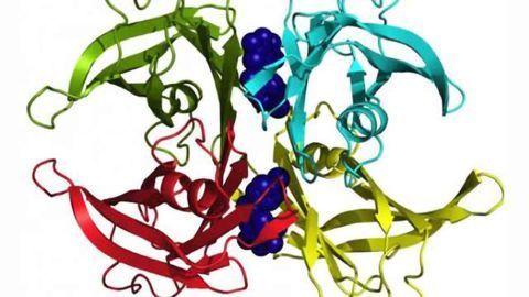 Powerful drug described to advance in the fight against familial amyloidosis
