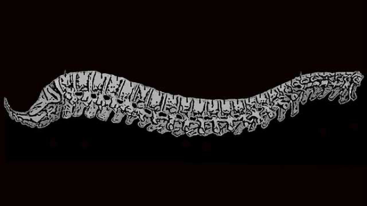 A new approach to visualize drug delivery to the central nervous system