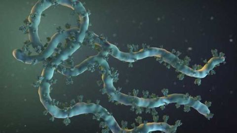 Most Ebola survivors examined in study experienced brain symptoms six months after infection