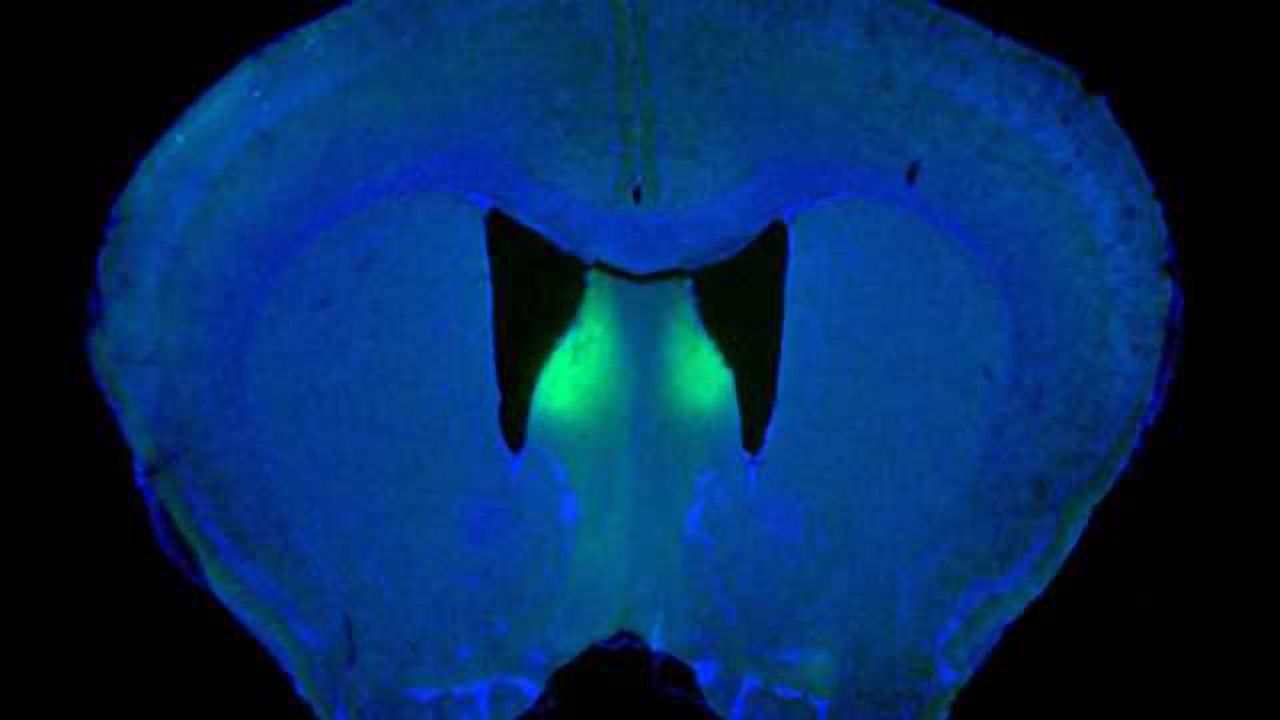 Origins of ‘rage’ identified in brain in male animal model