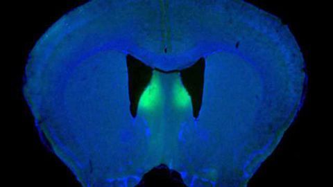 Origins of ‘rage’ identified in brain in male animal model