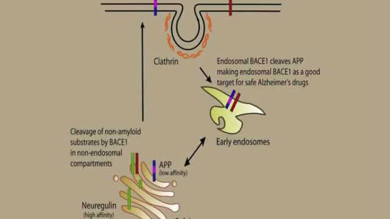 Researchers work to block harmful behavior of key Alzheimer's enzyme