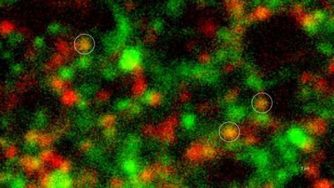 Only a small portion of synapses may be active during neurotransmission