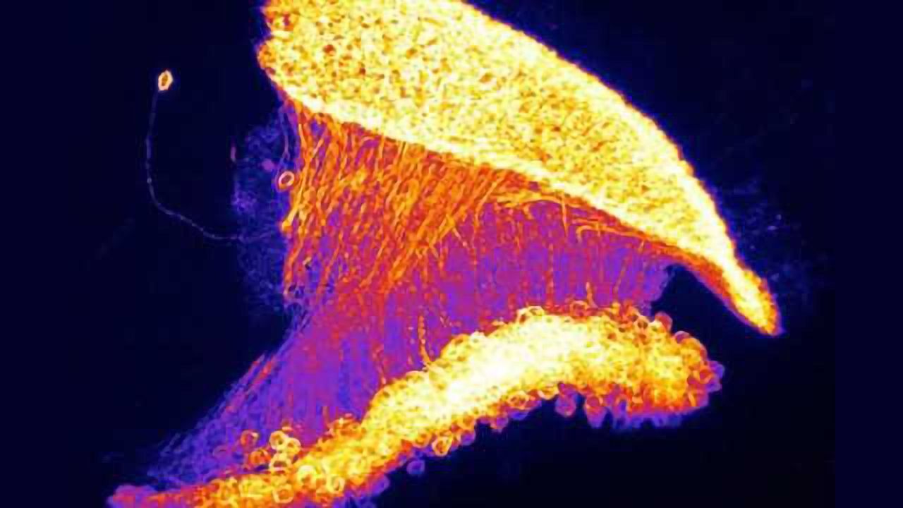 Neuronal calculations consider expectations