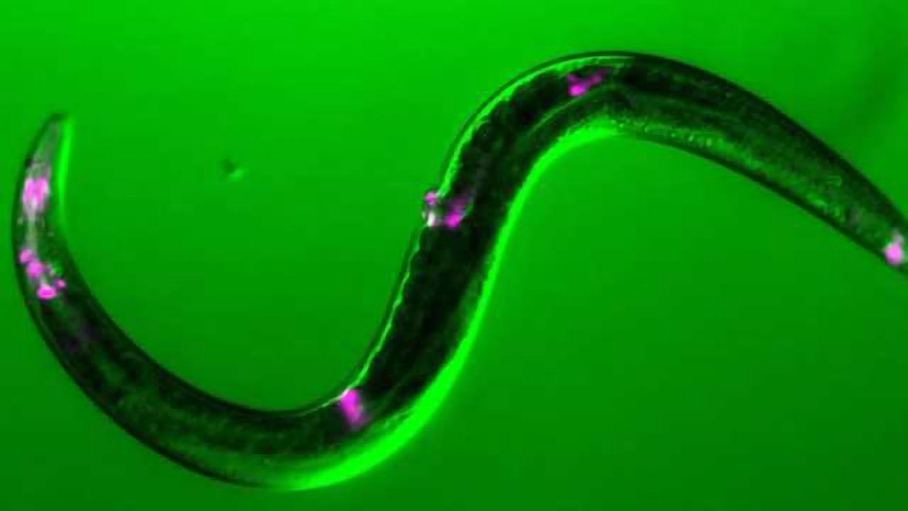 Molecule induces lifesaving sleep in worms