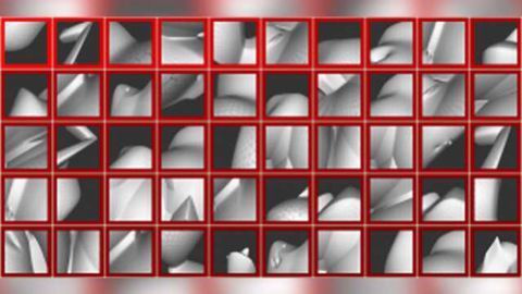 Scientists find brain cells that know which end is up