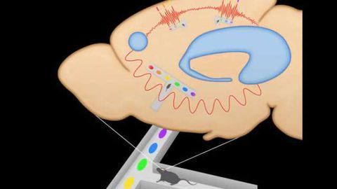 Circuit for experience-informed decision-making identified in rats