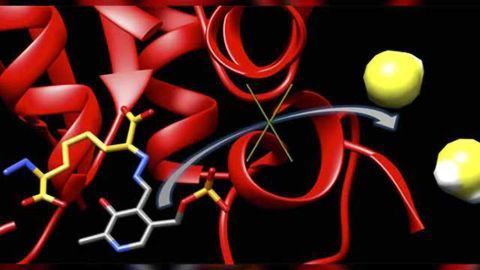 Researchers build molecule to suppress stroke-related enzyme