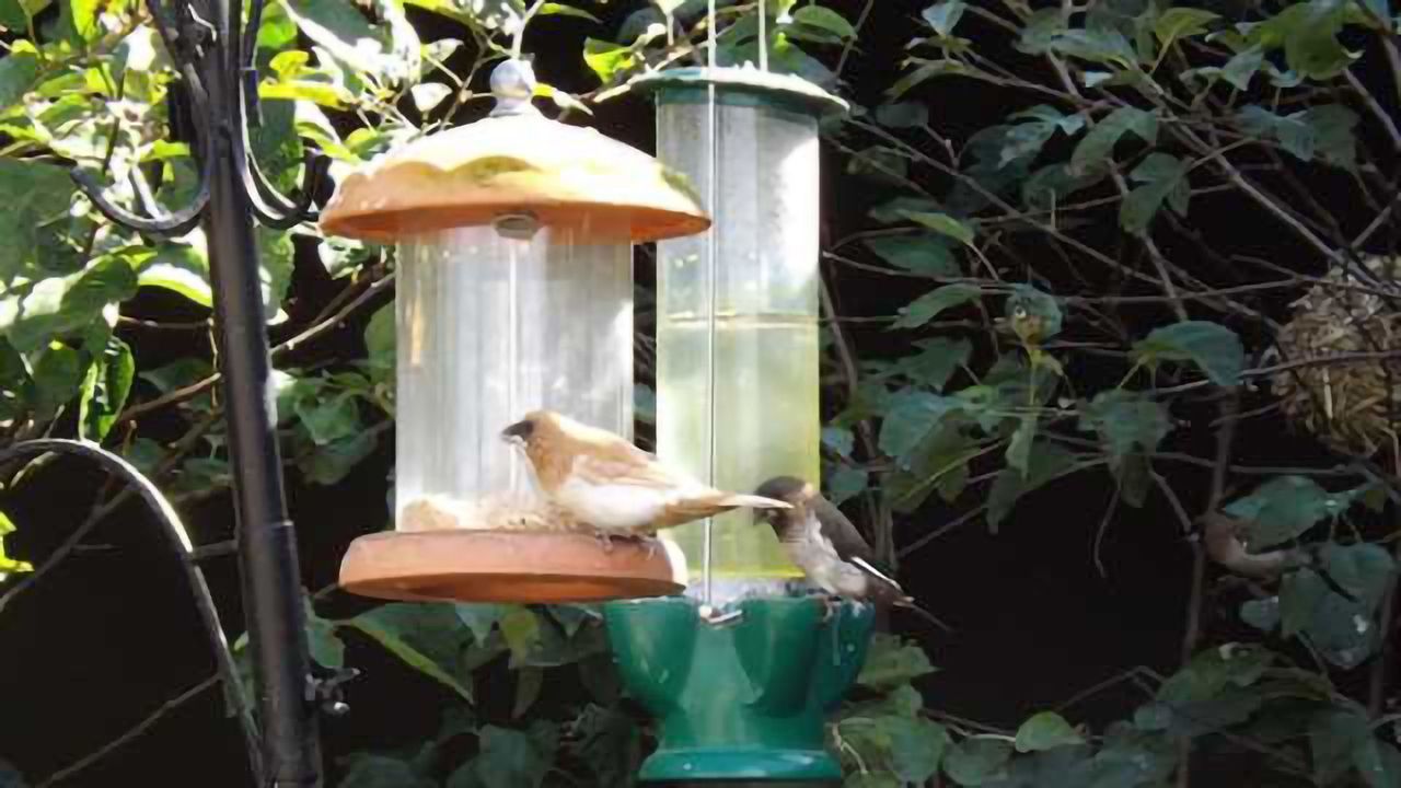 Dopamine key to vocal learning, songbird study finds
