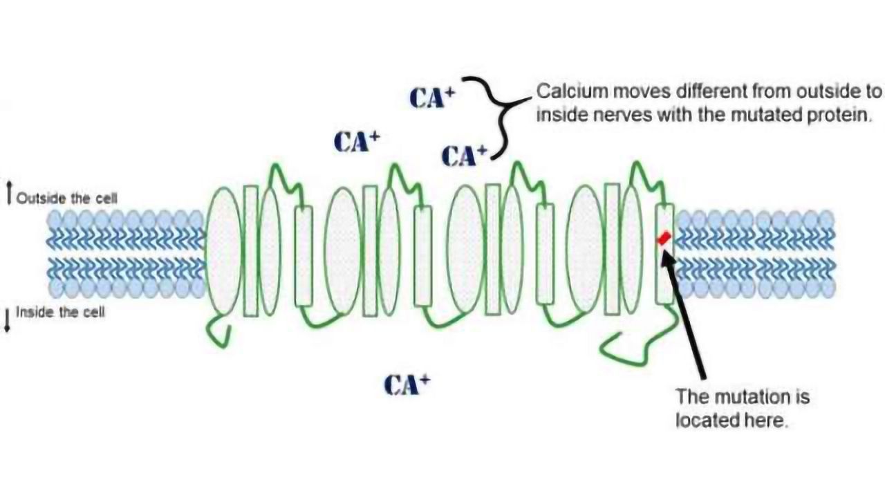 Genetic cause of spinocerebellar ataxia identified