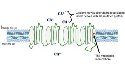 Genetic cause of spinocerebellar ataxia identified