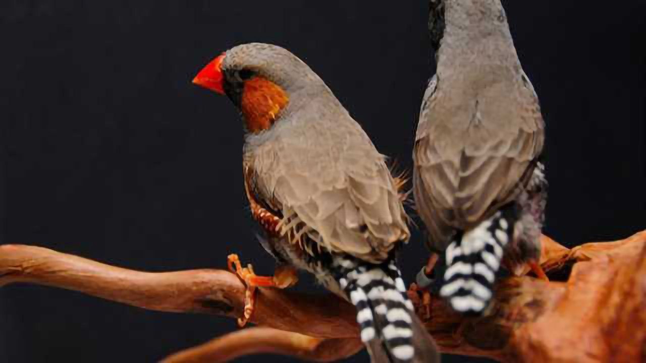 Rapid response for inflammation control in songbirds' brains could lead to therapies in humans
