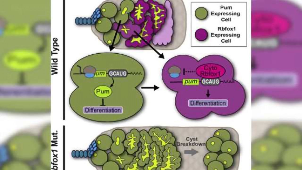 New cytoplasmic role for proteins linked to neurological diseases, cancers