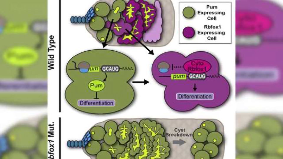 New cytoplasmic role for proteins linked to neurological diseases, cancers content piece image