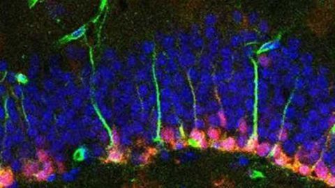 Single brain cells reveal genes controlling formation, development