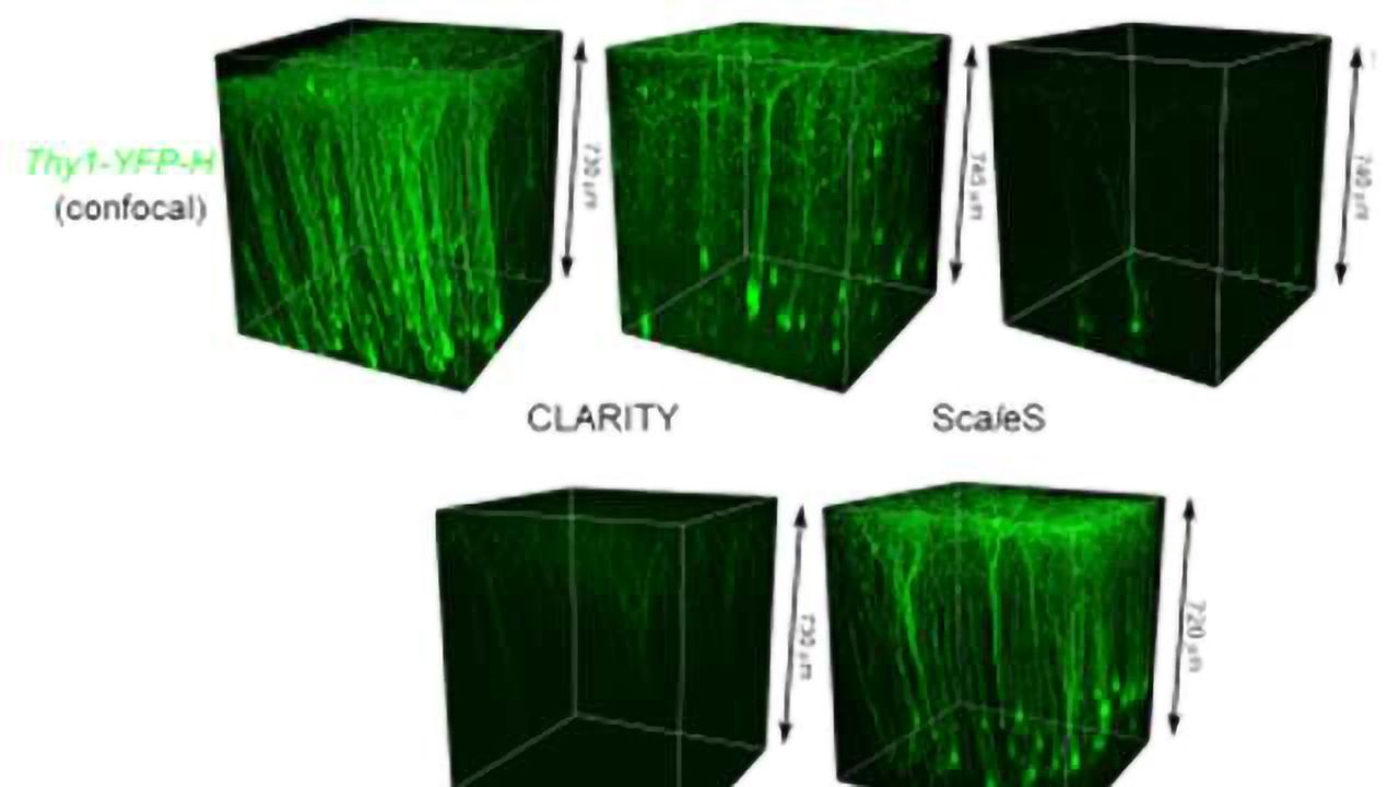 Super-clear synapses at super resolutions