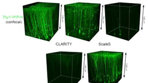 Super-clear synapses at super resolutions