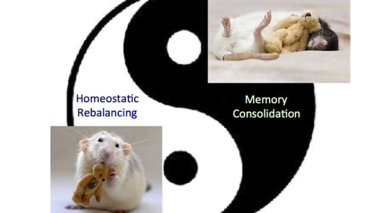 Sleep suppresses brain rebalancing
