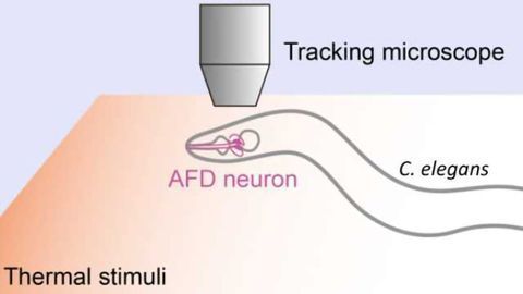 From feeling to reacting: A 2-way street between temperature sensing, brain activity