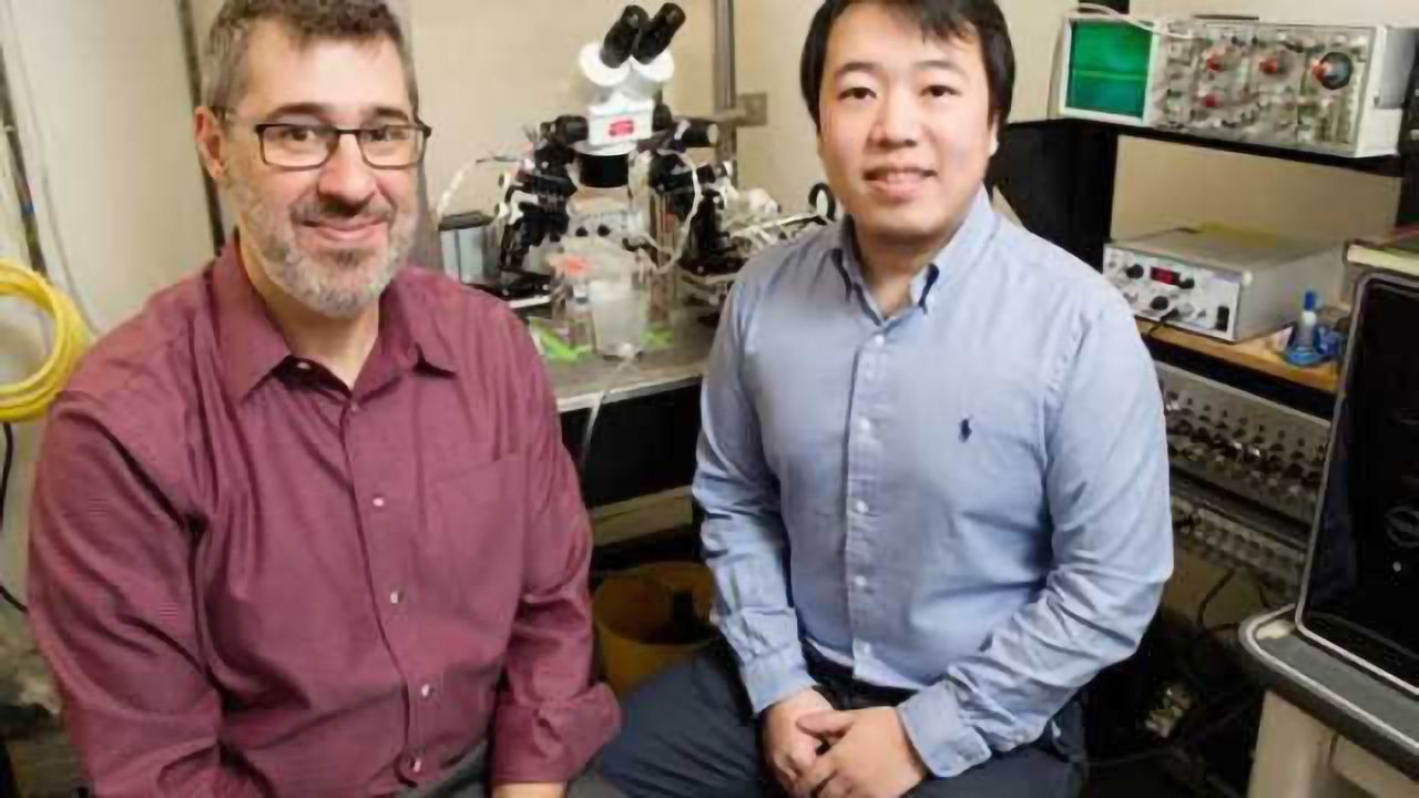 Rat study reveals long-term effects of adolescent amphetamine abuse on the brain