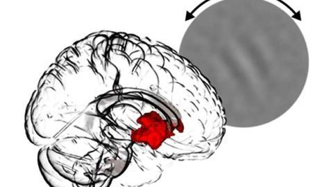 Learning in the absence of external feedback