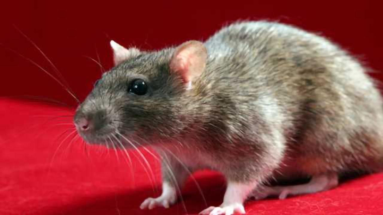 Protective effect of genetically modified cord blood on spinal cord injury in rats