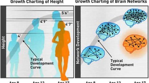 Could a brain "growth chart" spot attention problems early? New study suggests so