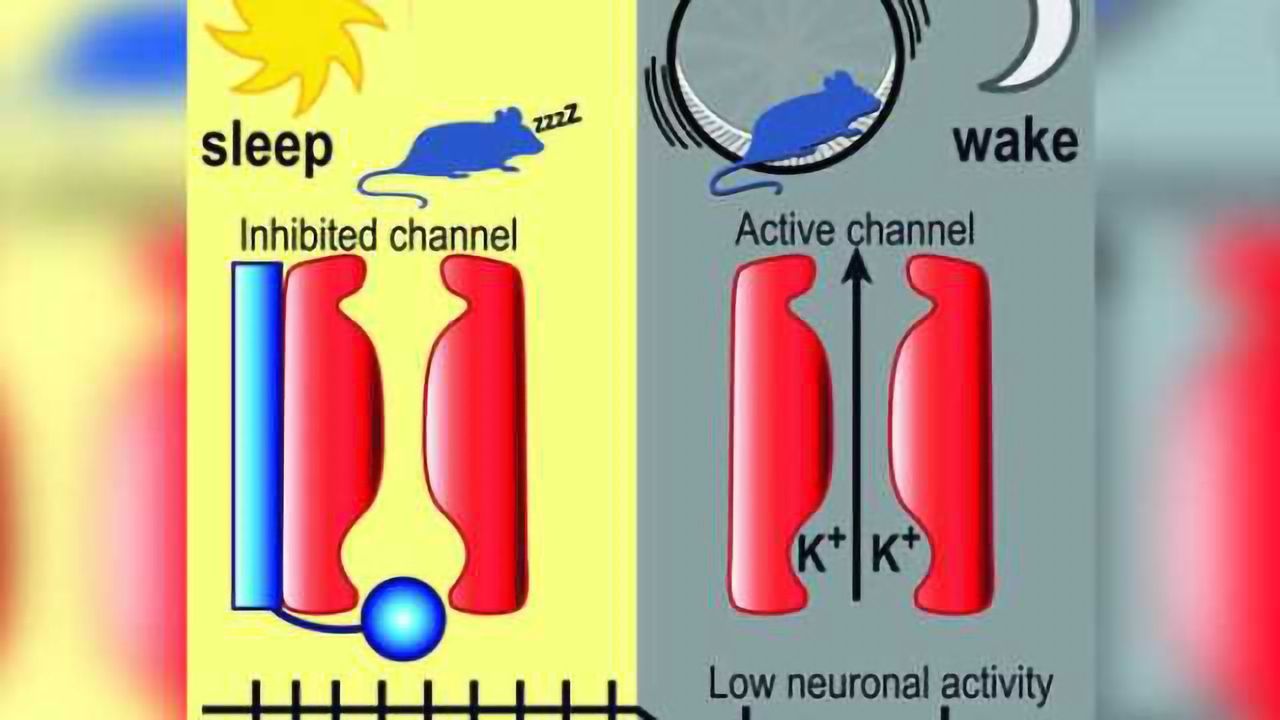 New study illuminates key aspects of how we fall asleep and wake up