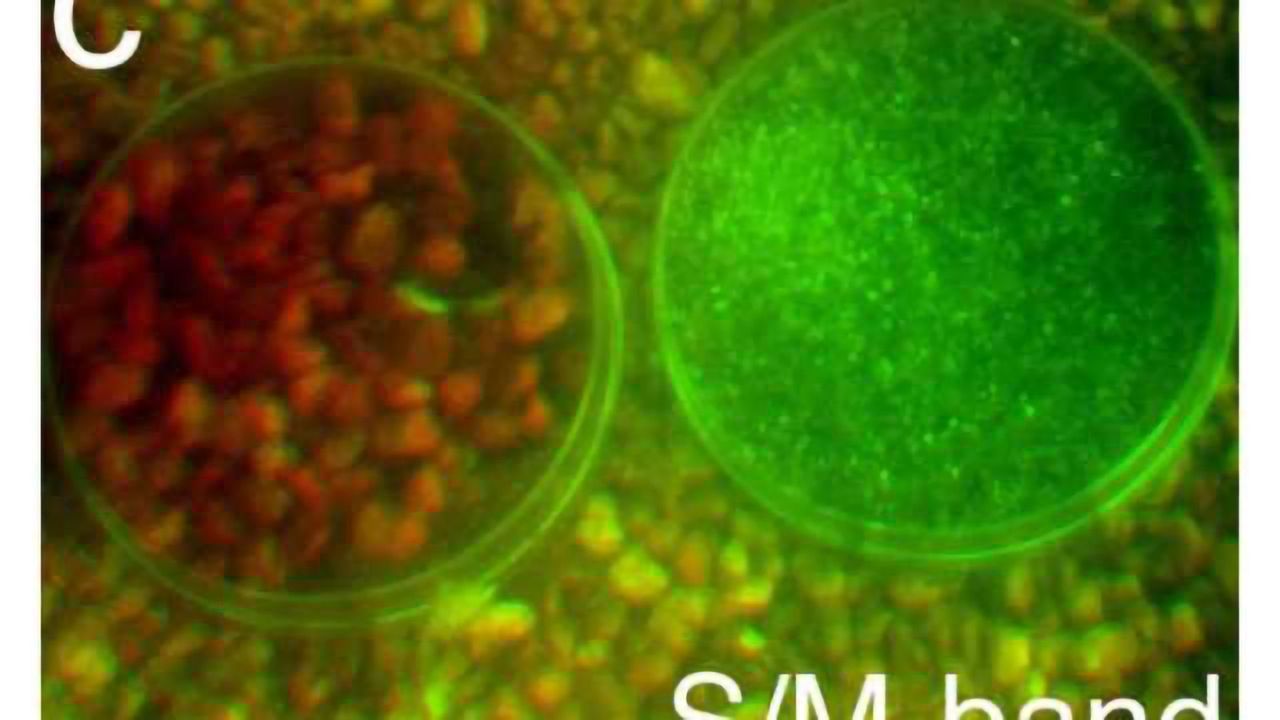 A new system for color vision
