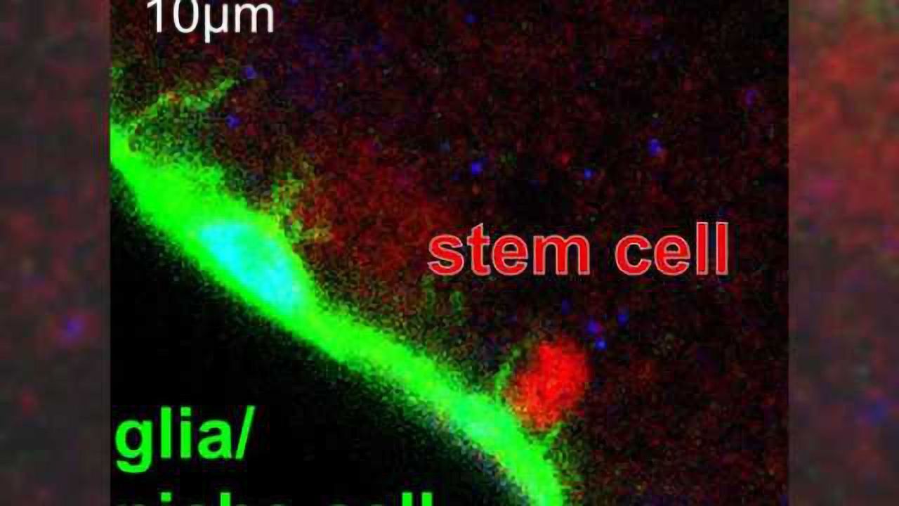 Brain stem cell quiescence needs to be actively maintained in Drosophila