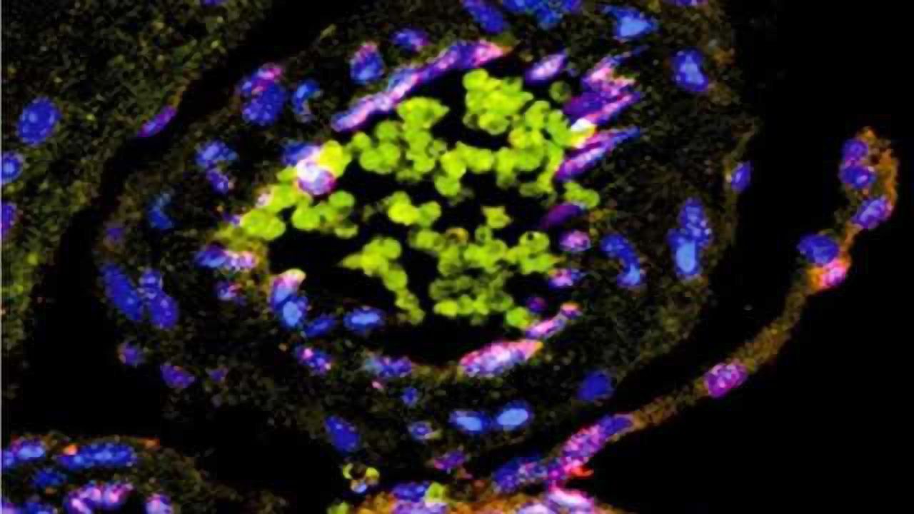 Antiviral protein linked to depressed mood in mice