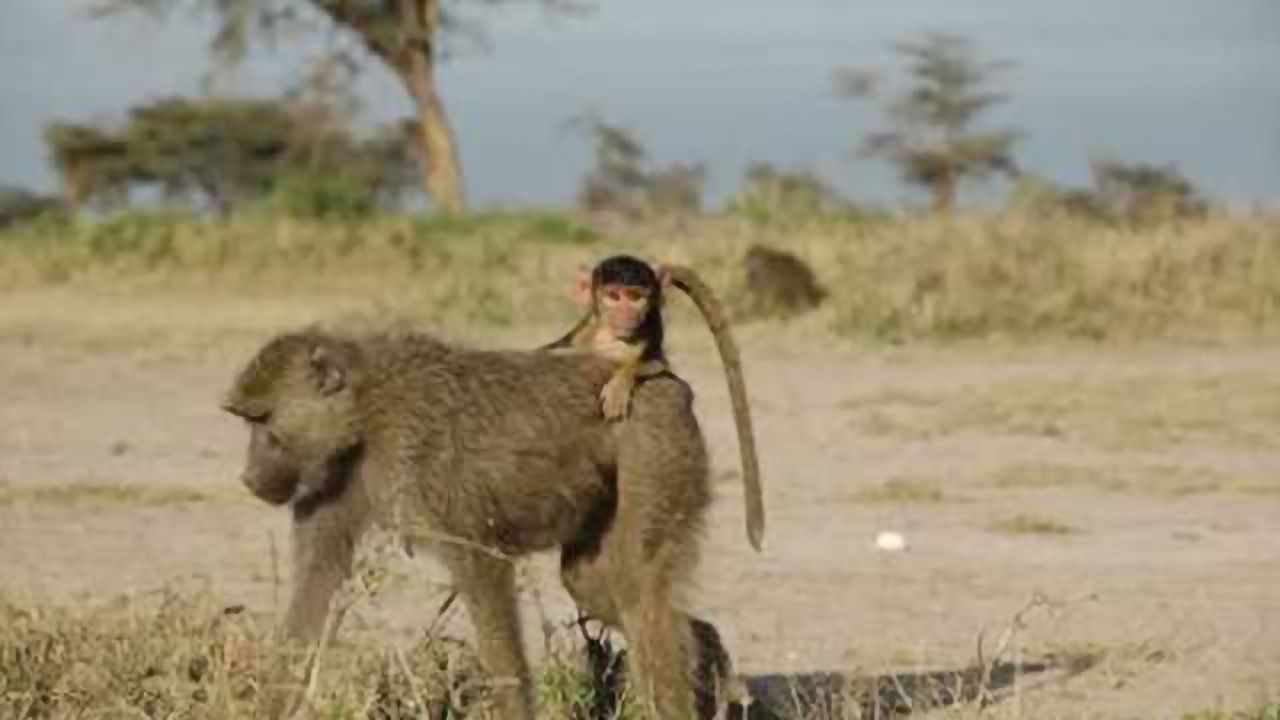 Rough childhoods have ripple effects for baboons