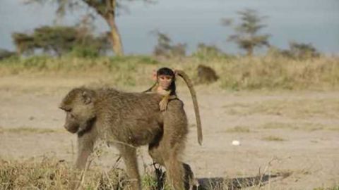 Rough childhoods have ripple effects for baboons
