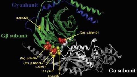 New neurodevelopmental syndrome identified