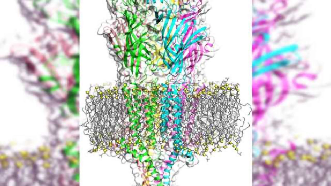 The gates of serotonin: Cracking the workings of a notorious receptor