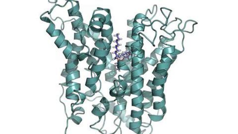 Gateway to the brain: Harnessing nature's transport system