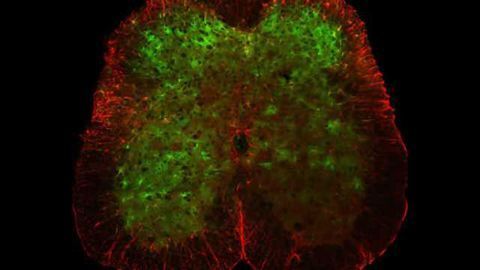 Tiny microscopes reveal hidden role of nervous system cells