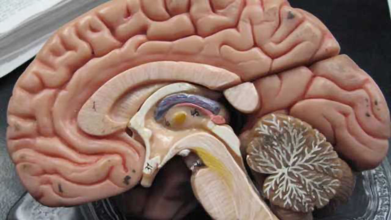 Investigating how ‘chemo brain’ develops in cancer patients