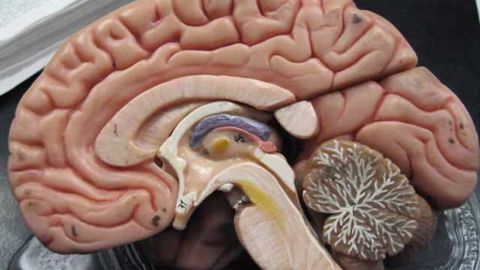 Investigating how ‘chemo brain’ develops in cancer patients